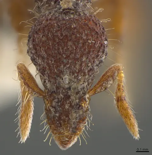 Strumigenys synkara - CASENT0845034