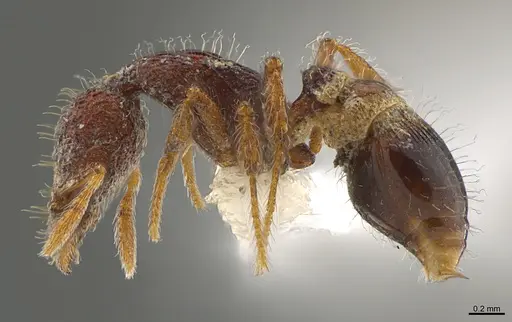 Strumigenys synkara - CASENT0845034