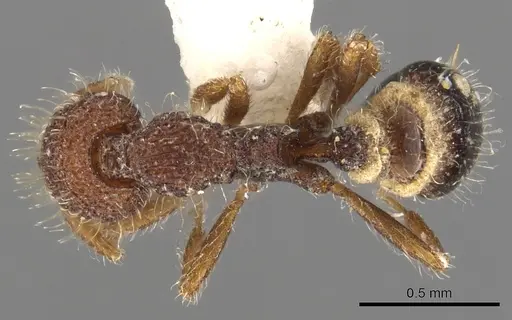 Strumigenys synkara - CASENT0900090