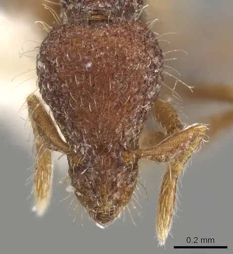 Strumigenys synkara - CASENT0900090