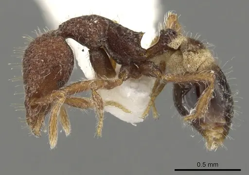 Strumigenys synkara - CASENT0900090