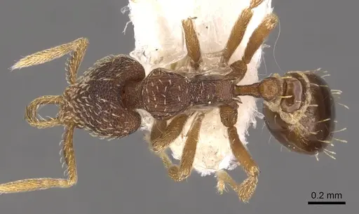 Strumigenys syntacta specimen