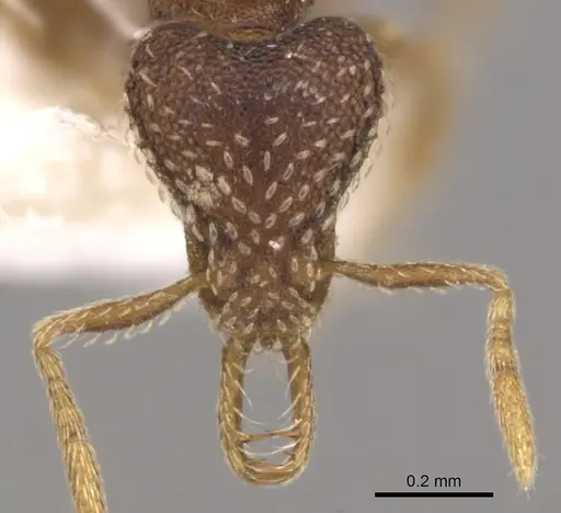 Strumigenys syntacta specimen