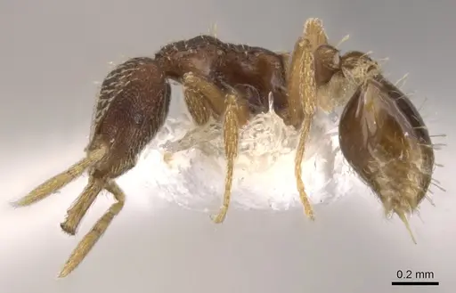 Strumigenys syntacta specimen