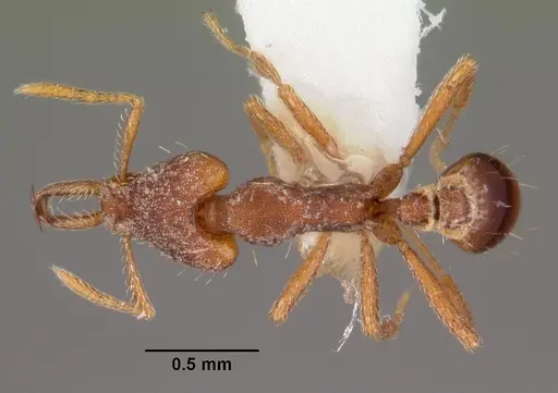 Strumigenys sytaria specimen