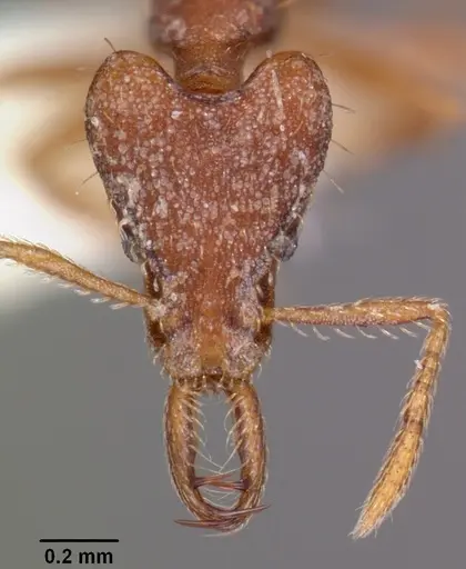 Strumigenys sytaria specimen