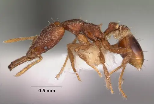 Strumigenys sytaria specimen