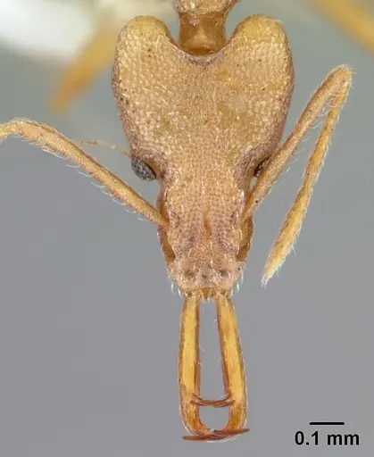 Strumigenys szalayi specimen