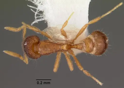 Strumigenys tacta specimen