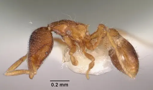 Strumigenys tacta specimen