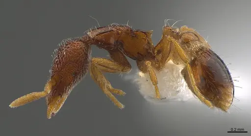 Strumigenys tacta - CASENT0845045