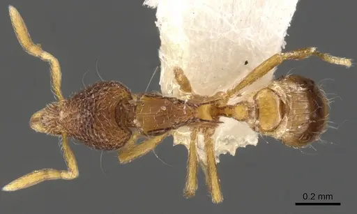 Strumigenys tacta - CASENT0900101