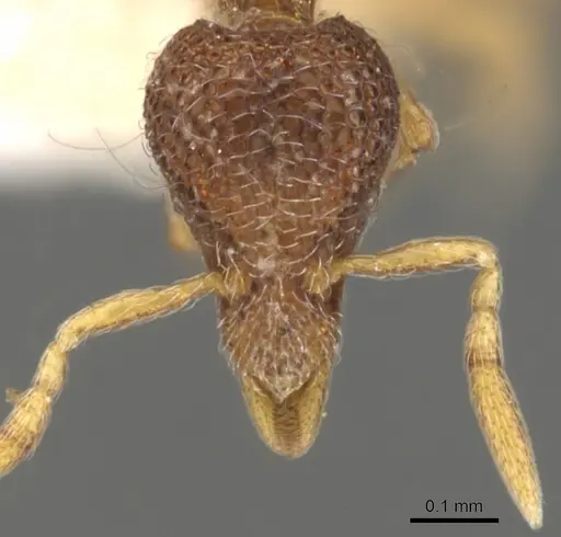 Strumigenys tacta - CASENT0900101