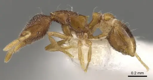 Strumigenys tacta - CASENT0900101