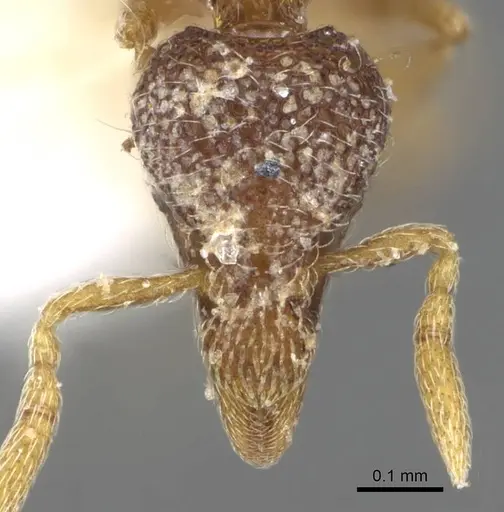 Strumigenys tacta - CASENT0914722