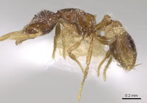 Strumigenys tacta - CASENT0914722