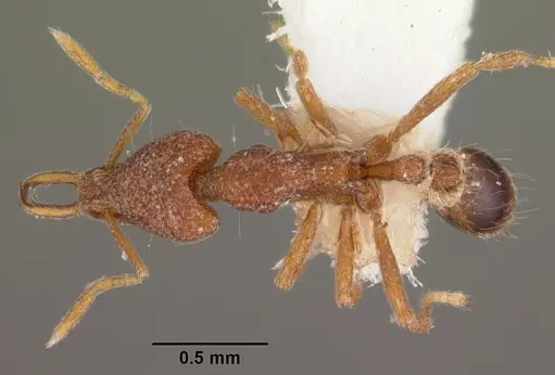 Strumigenys tadynastes specimen