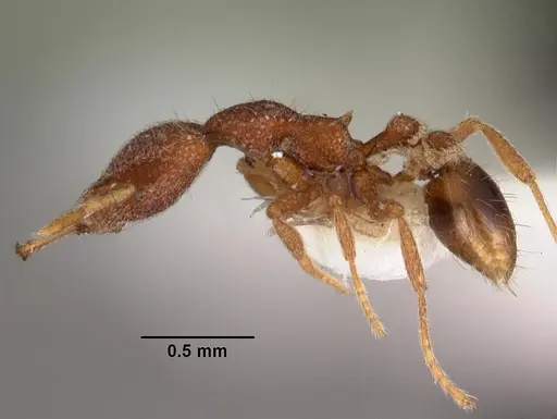 Strumigenys tadynastes specimen