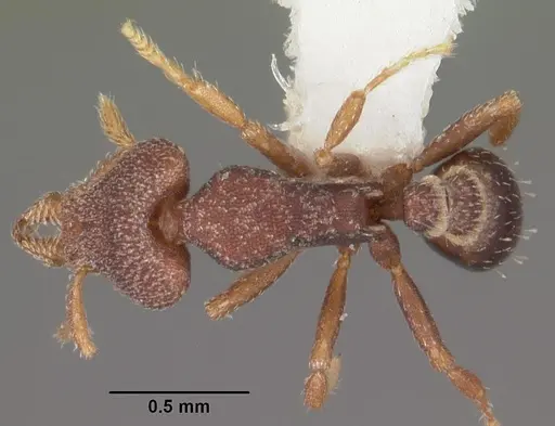 Strumigenys tantilla specimen