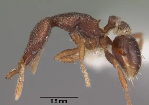 Strumigenys tantilla specimen