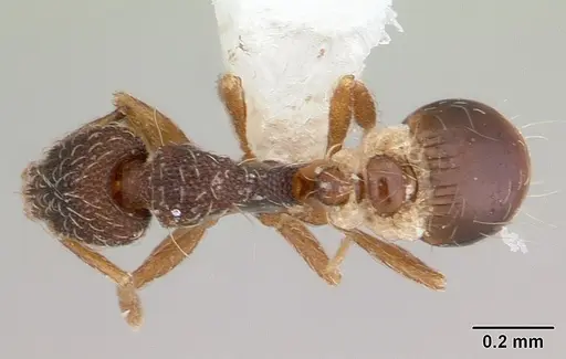 Strumigenys tanymastax specimen