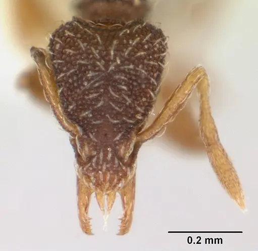Strumigenys tanymastax specimen
