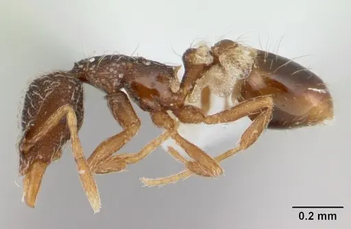 Strumigenys tanymastax specimen