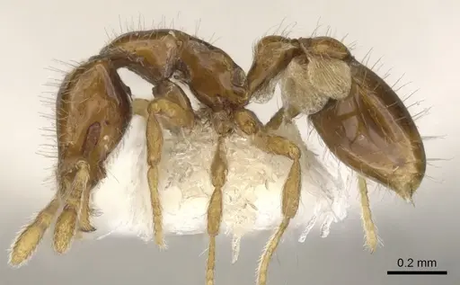 Strumigenys taphra specimen