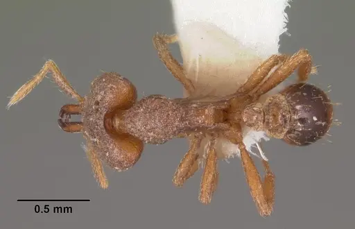 Strumigenys taraxis specimen