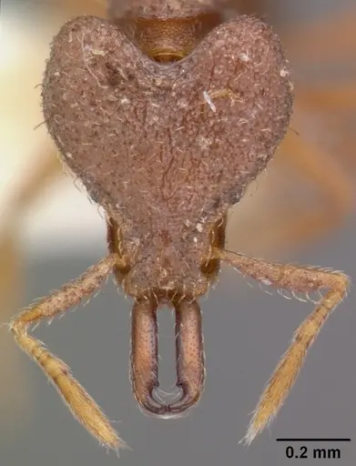 Strumigenys taraxis specimen