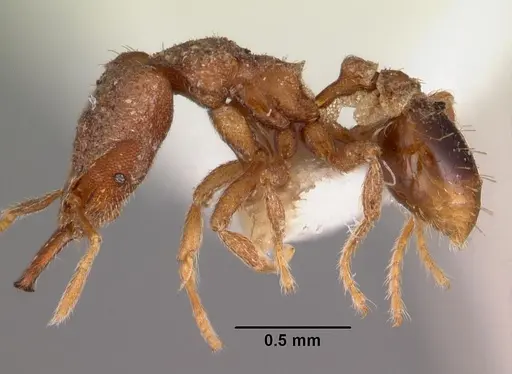 Strumigenys taraxis specimen