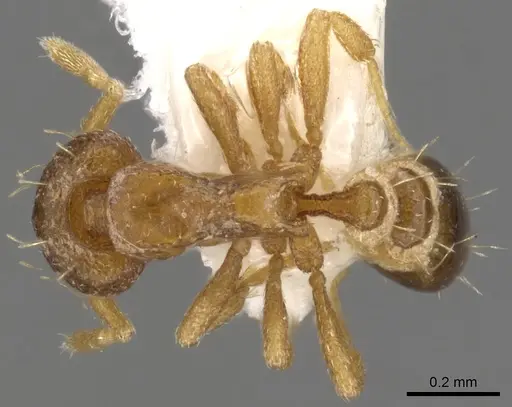 Strumigenys tarbosyne specimen