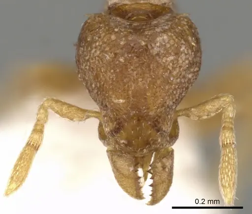 Strumigenys tarbosyne specimen