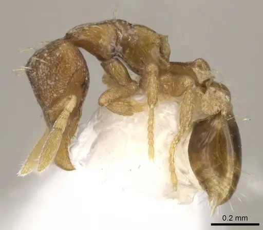 Strumigenys tarbosyne specimen