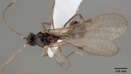 Strumigenys tathula specimen