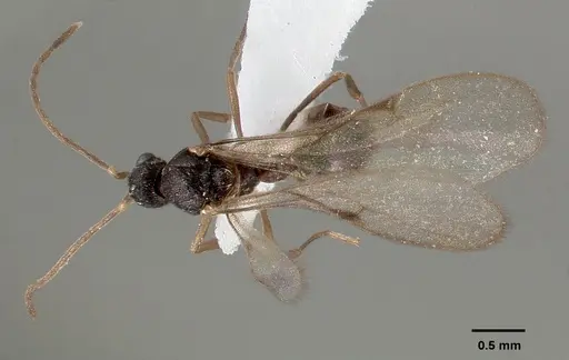 Strumigenys tathula specimen