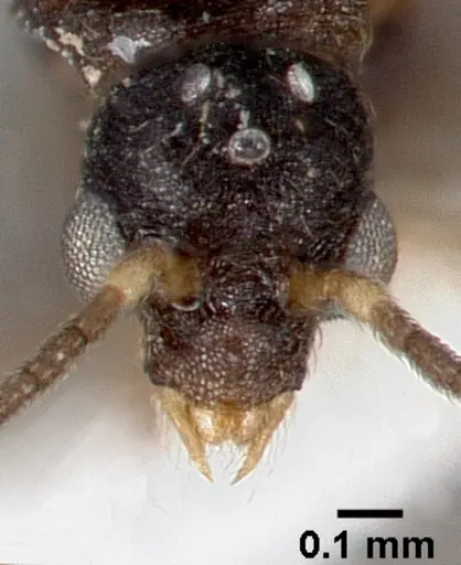 Strumigenys tathula specimen