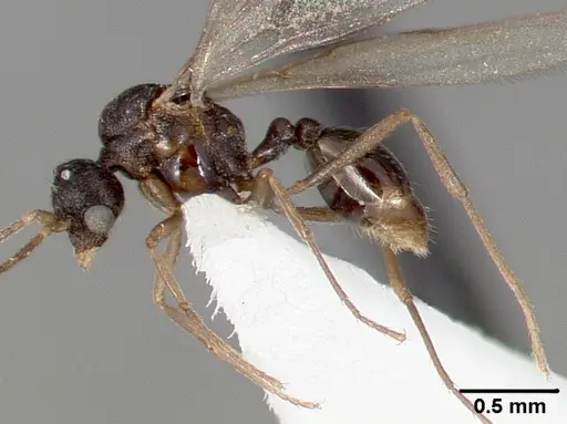 Strumigenys tathula - CASENT0005460