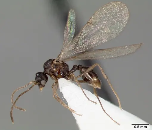 Strumigenys tathula - CASENT0005460