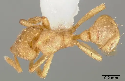 Strumigenys tathula - CASENT0005461