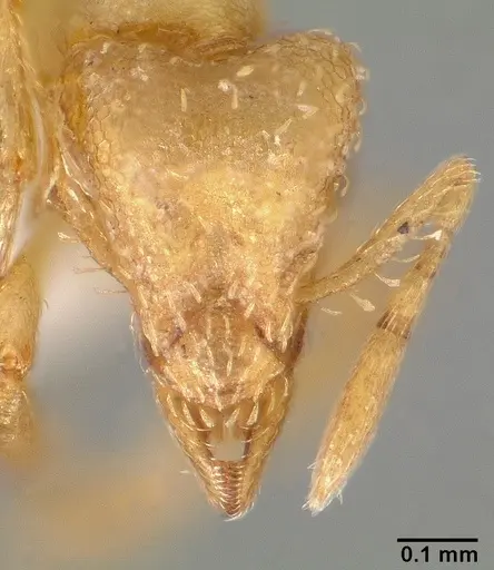 Strumigenys tathula - CASENT0005461