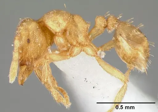 Strumigenys tathula - CASENT0005461