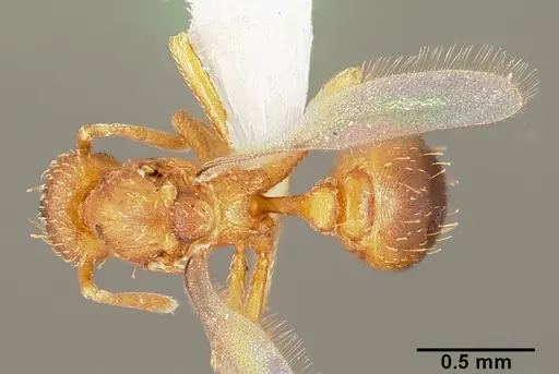 Strumigenys tathula - CASENT0006070