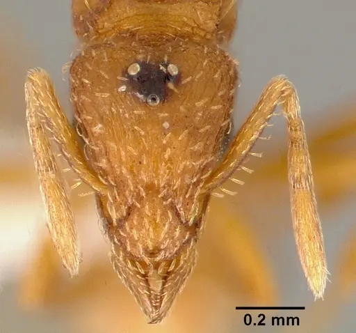 Strumigenys tathula - CASENT0006070