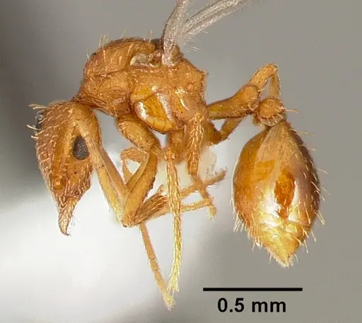 Strumigenys tathula - CASENT0006070