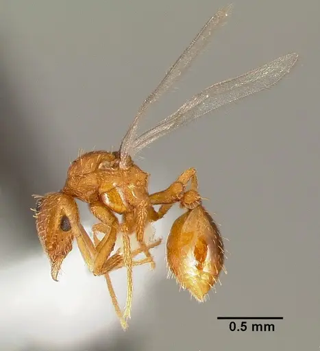 Strumigenys tathula - CASENT0006070