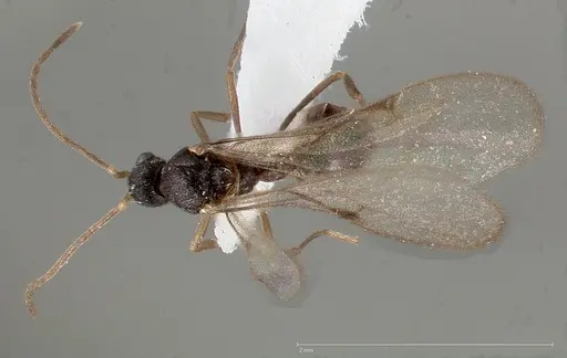 Strumigenys tathula - CASENT0006071