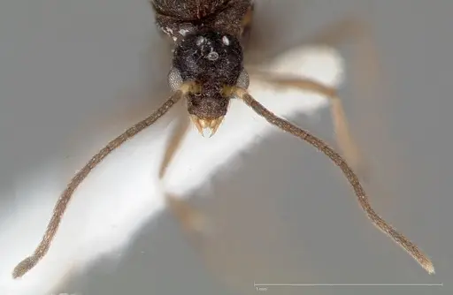 Strumigenys tathula - CASENT0006071