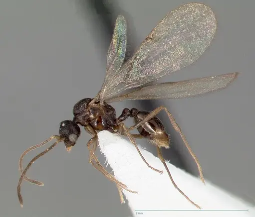 Strumigenys tathula - CASENT0006071