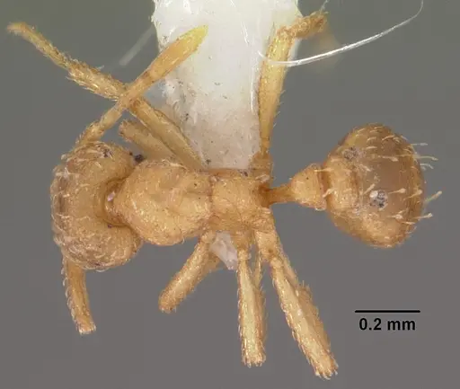 Strumigenys tathula - CASENT0102259